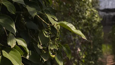 Poivre de Kampot